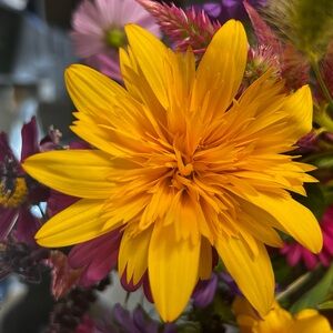 Meet your Posher, Angelique